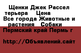 Щенки Джек Рассел терьера  › Цена ­ 15 000 - Все города Животные и растения » Собаки   . Пермский край,Пермь г.